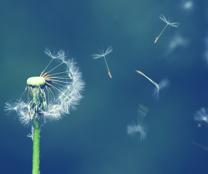 More Than Flowers In These Weeds